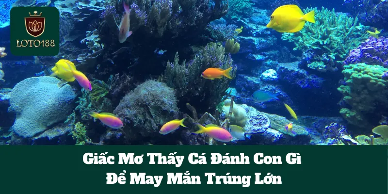 Giấc Mơ Thấy Cá Đánh Con Gì Để May Mắn Trúng Lớn