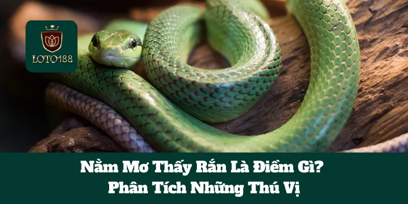 Nằm Mơ Thấy Rắn Là Điềm Gì? Phân Tích Những Thú Vị